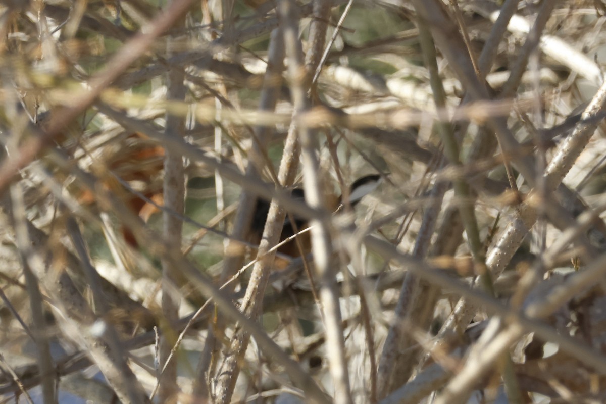 Тауї східний - ML646651784