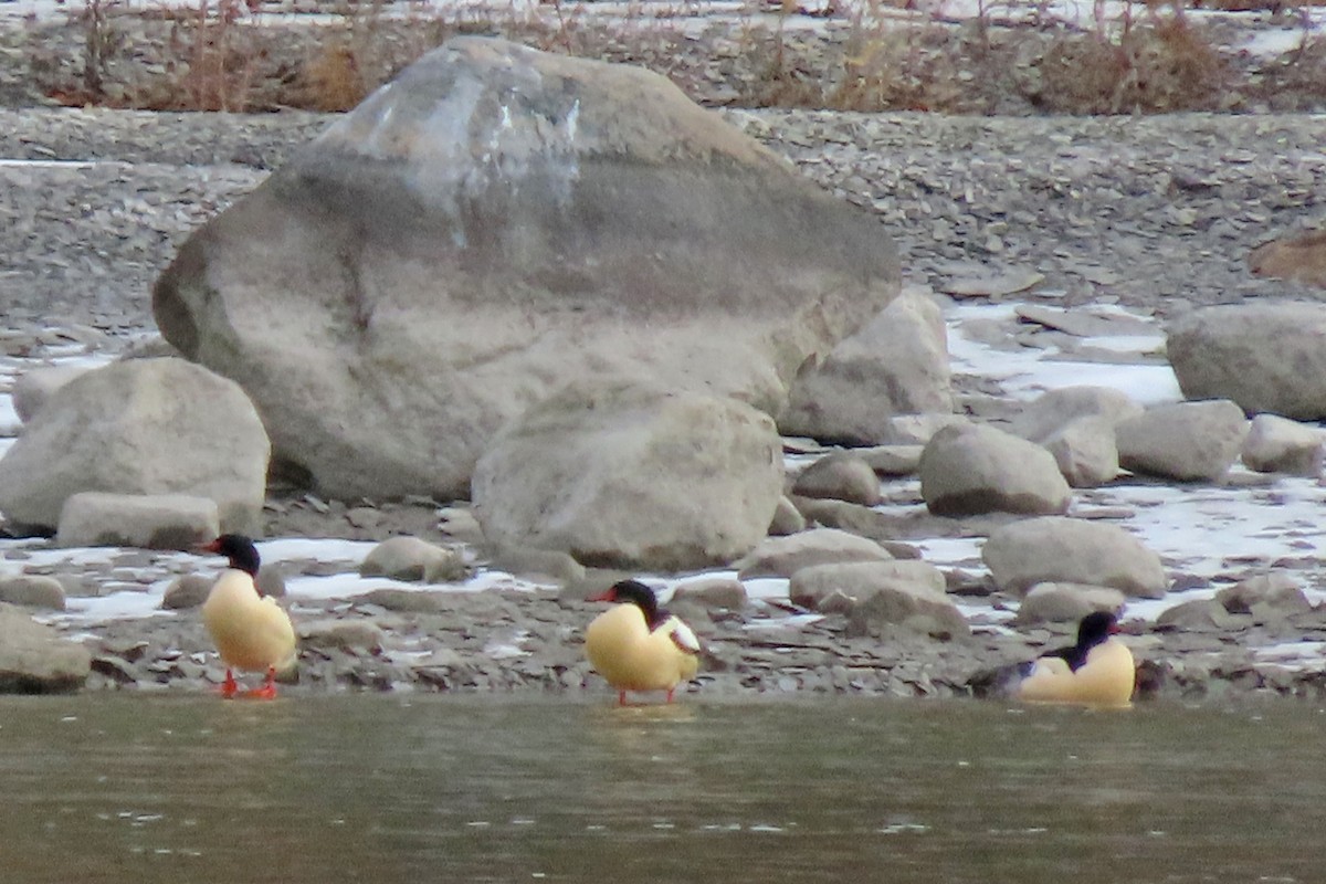 Хумхин бохио - ML646651785