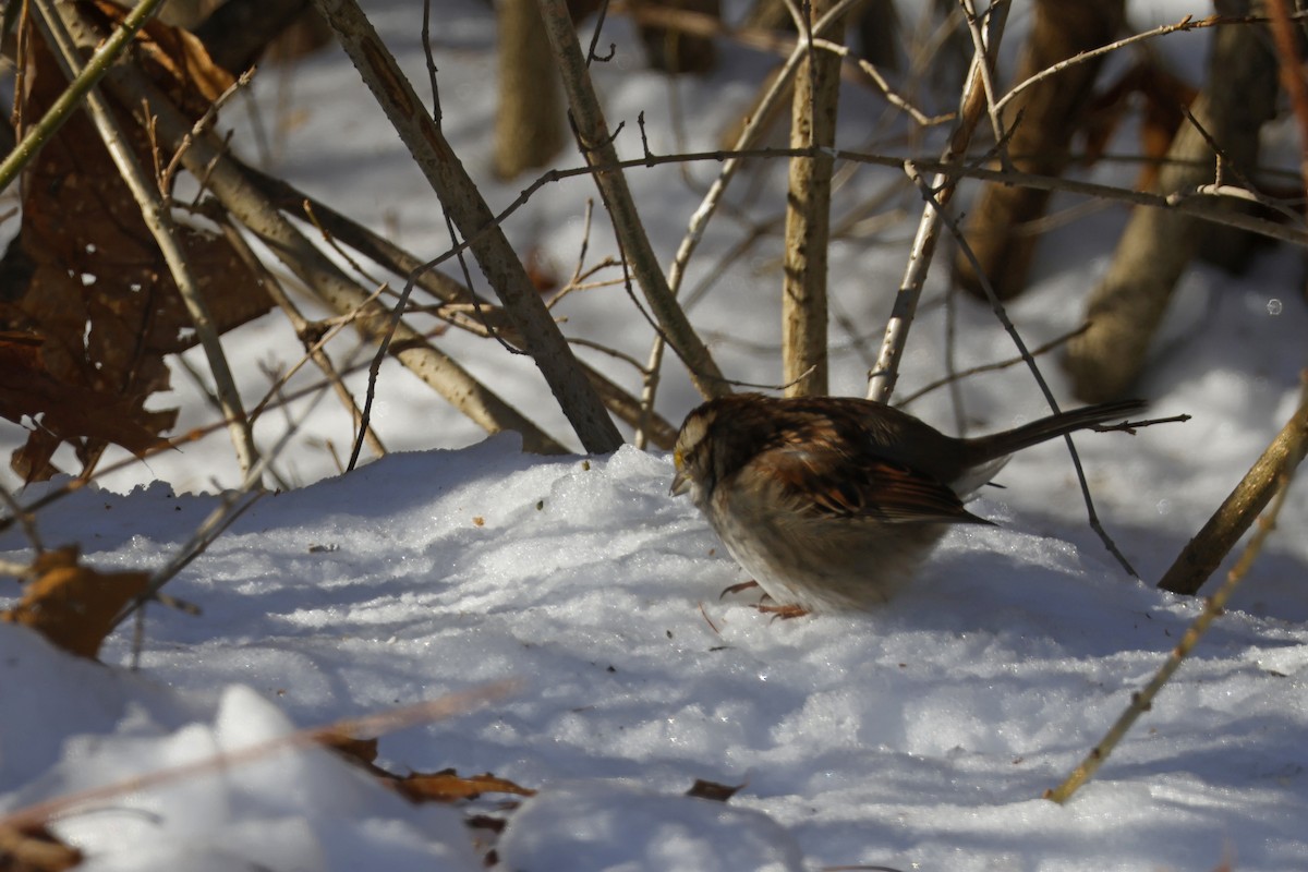 Бруант білогорлий - ML646651786