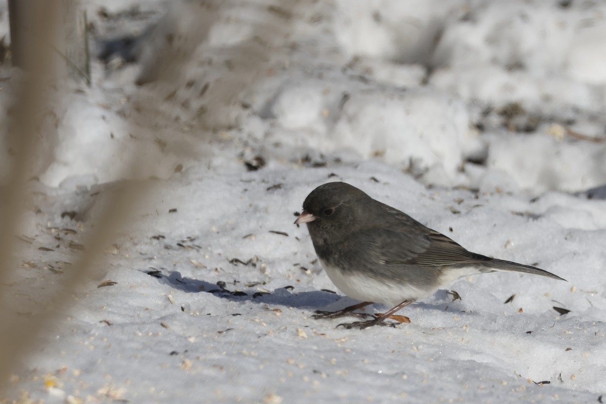 Юнко сірий (підвид hyemalis/carolinensis) - ML646651789