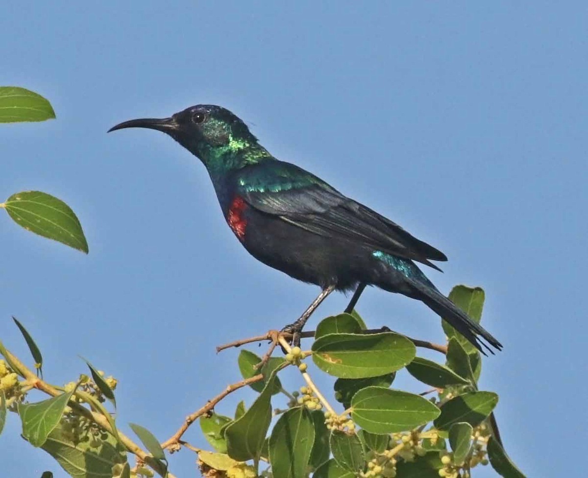 Arabian Sunbird - ML646651790