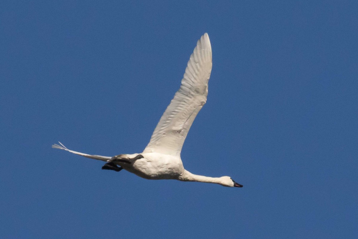 Cigno minore - ML646651791