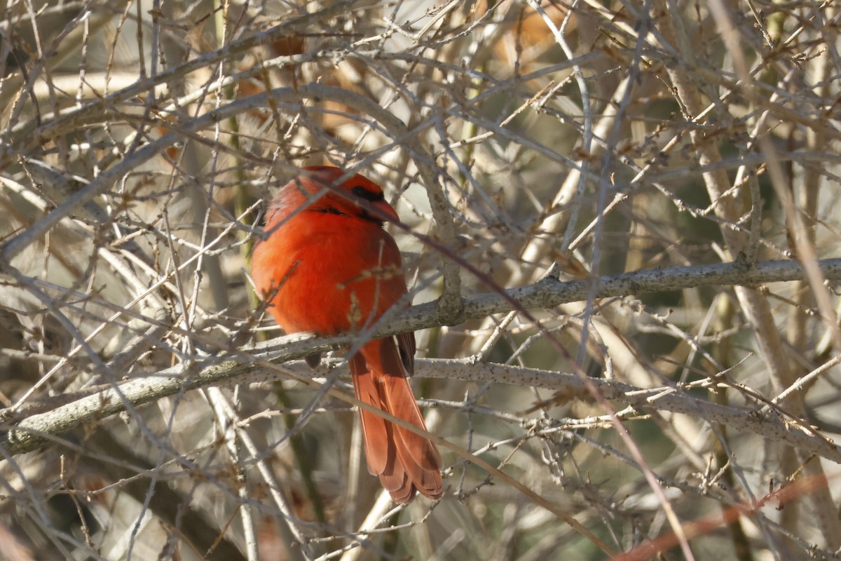 Кардинал червоний - ML646651792