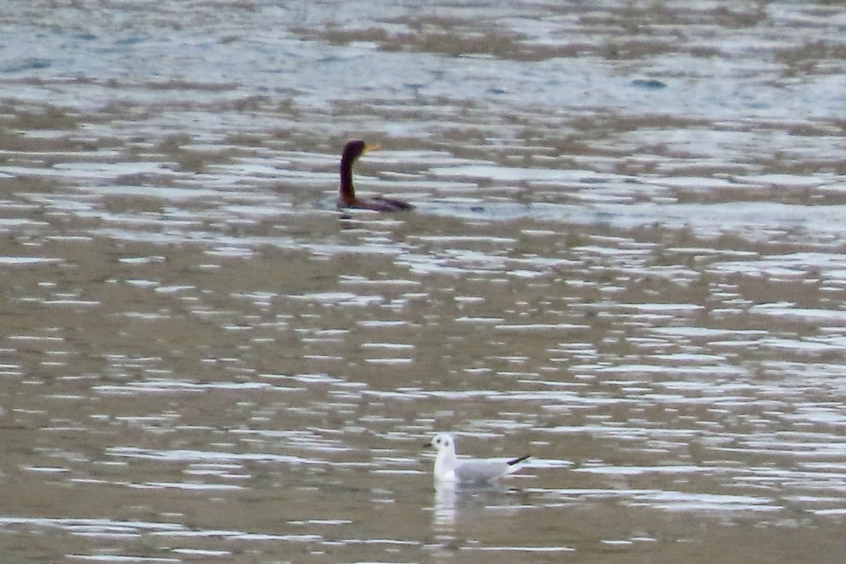Bonaparte's Gull - ML646651793
