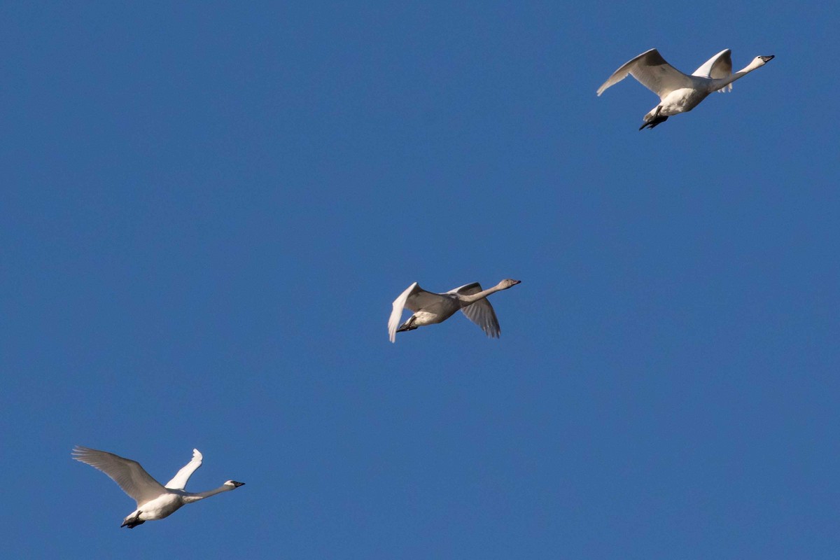 Cigno minore - ML646651796