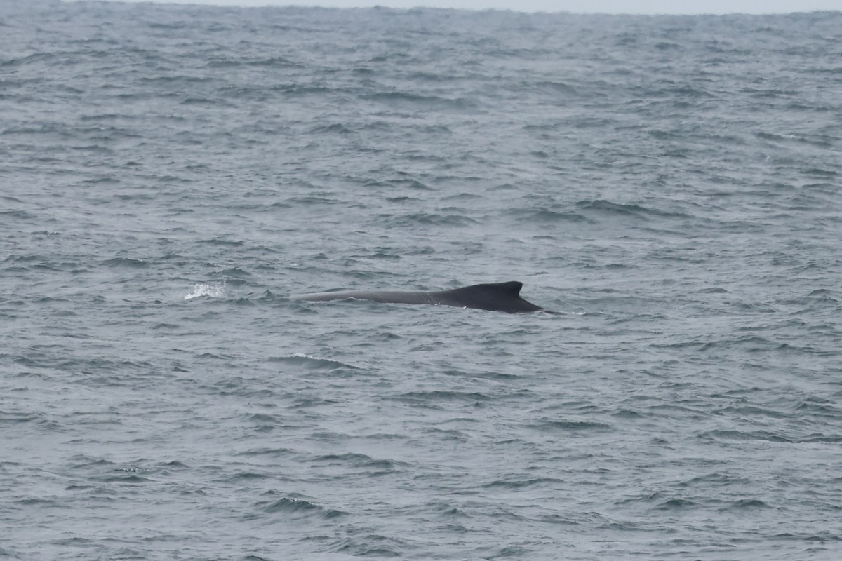 Humpback Whale - ML646651797