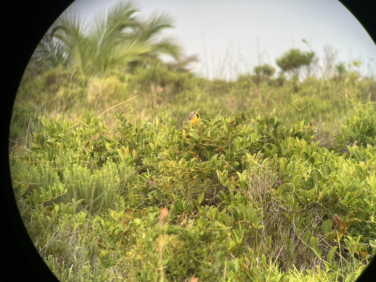 Yellow-throated Longclaw - ML646651798