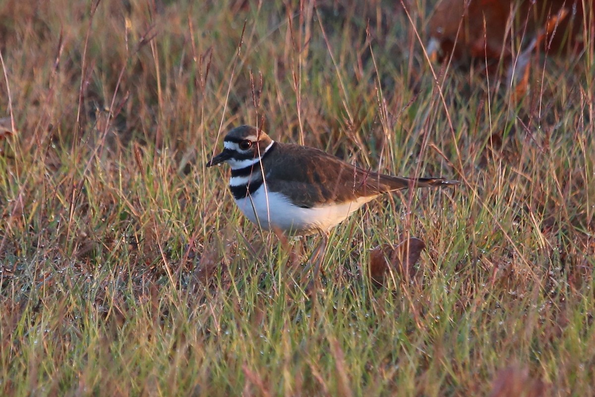 חופמי כפול-צווארון - ML646651799