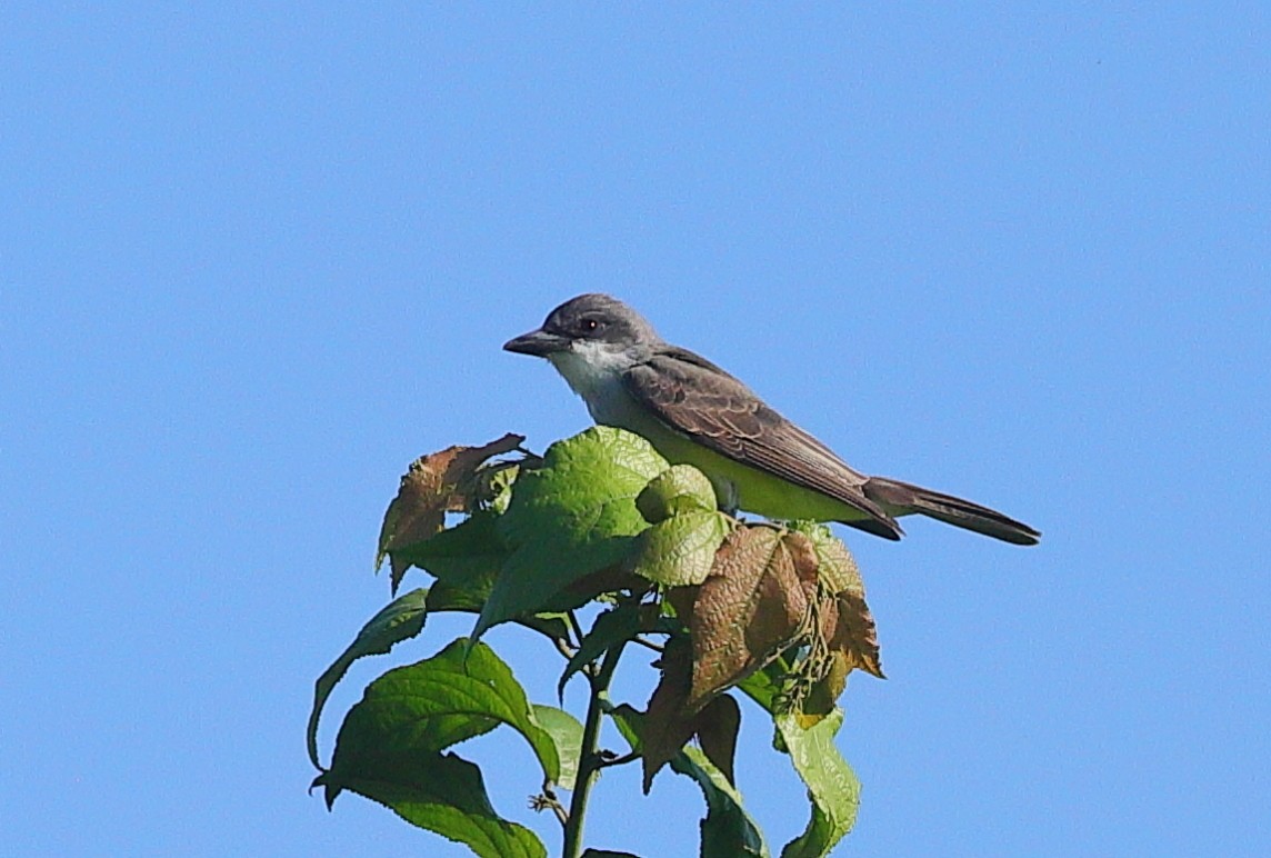 Thick-billed Kingbird - ML646651800