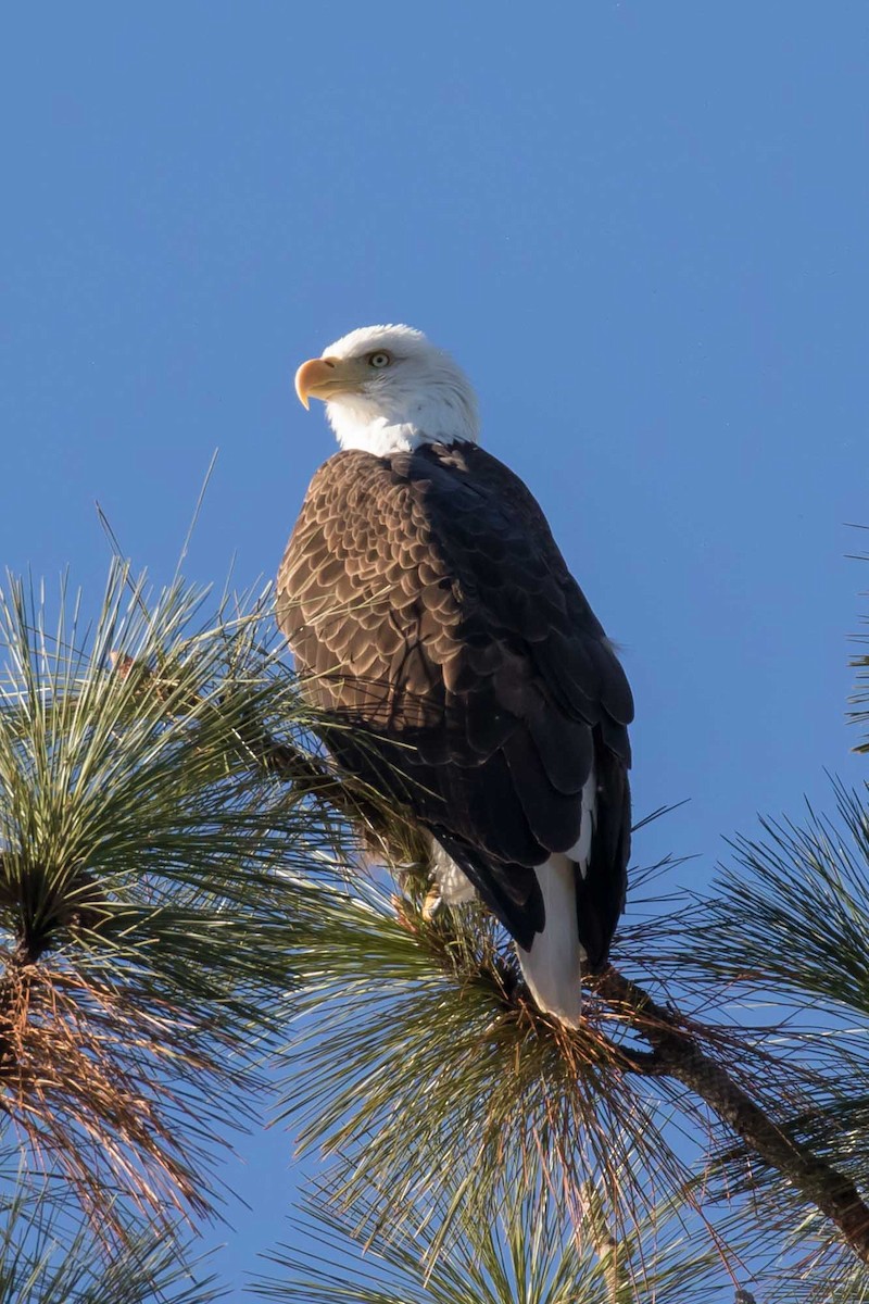 Bald Eagle - ML646651806