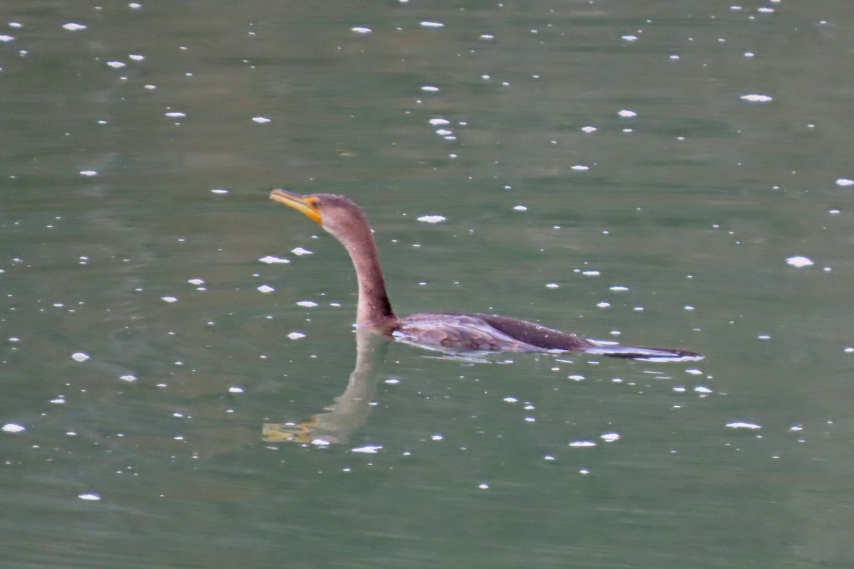 Double-crested Cormorant - ML646651809