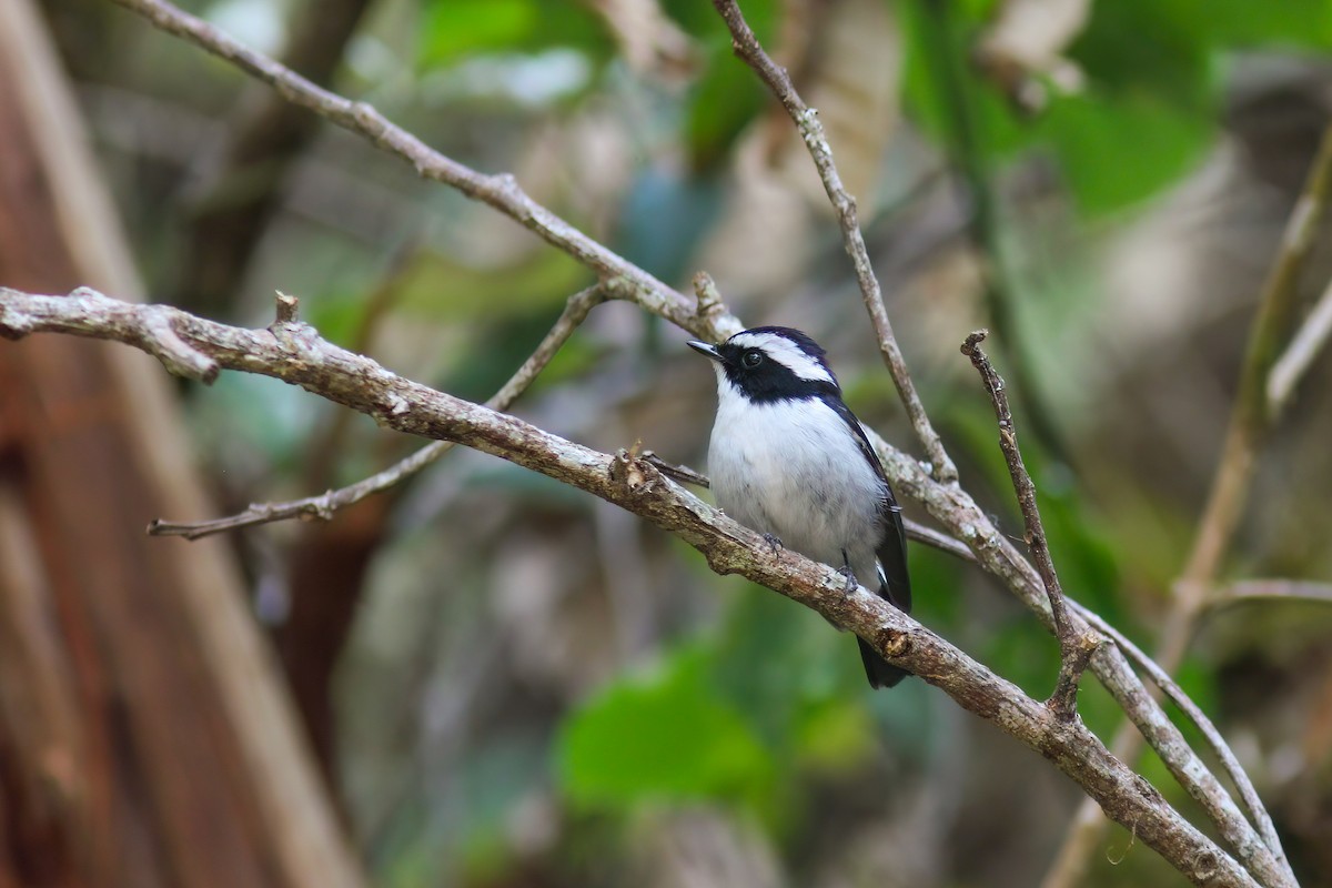 Little Pied Flycatcher - ML646651812