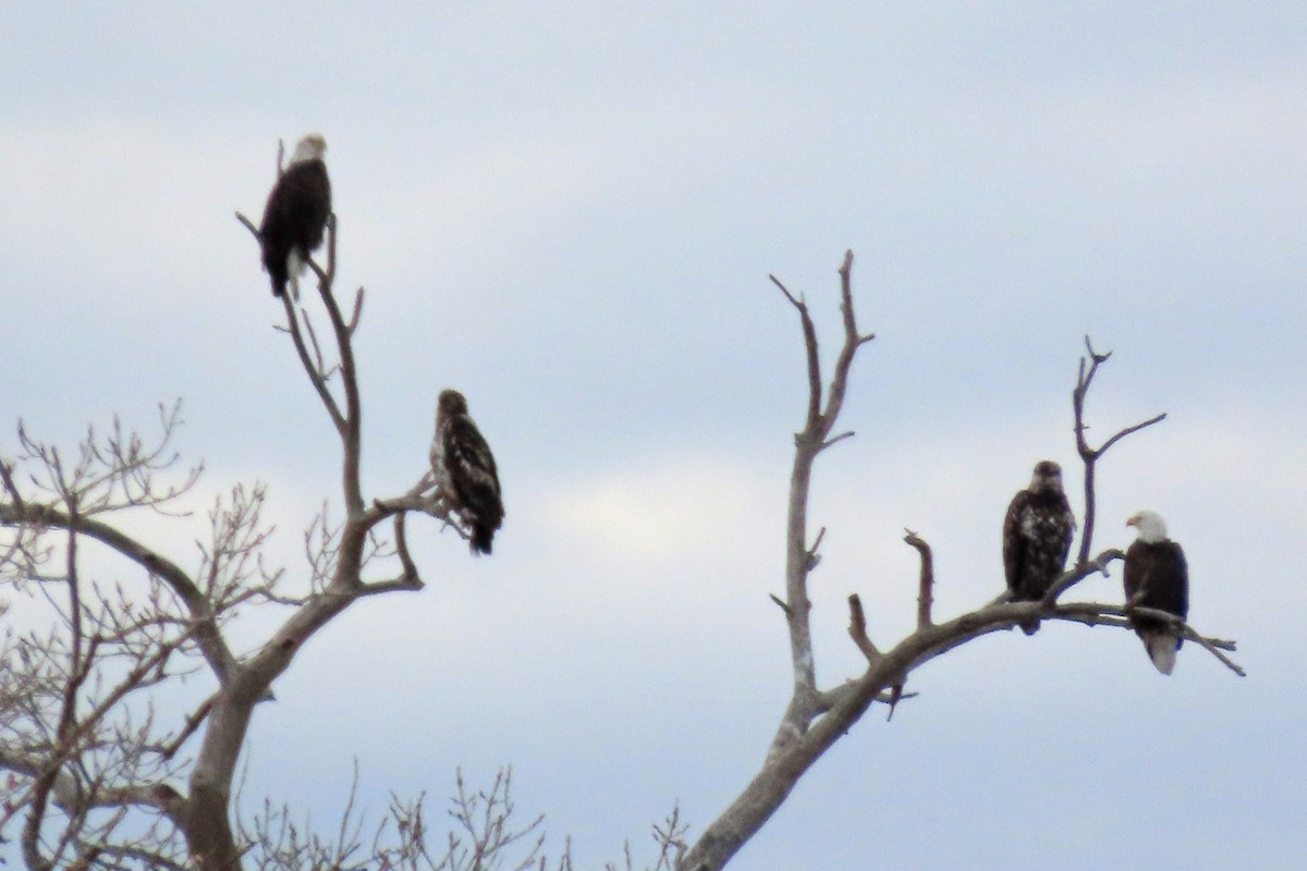 Bald Eagle - ML646651813