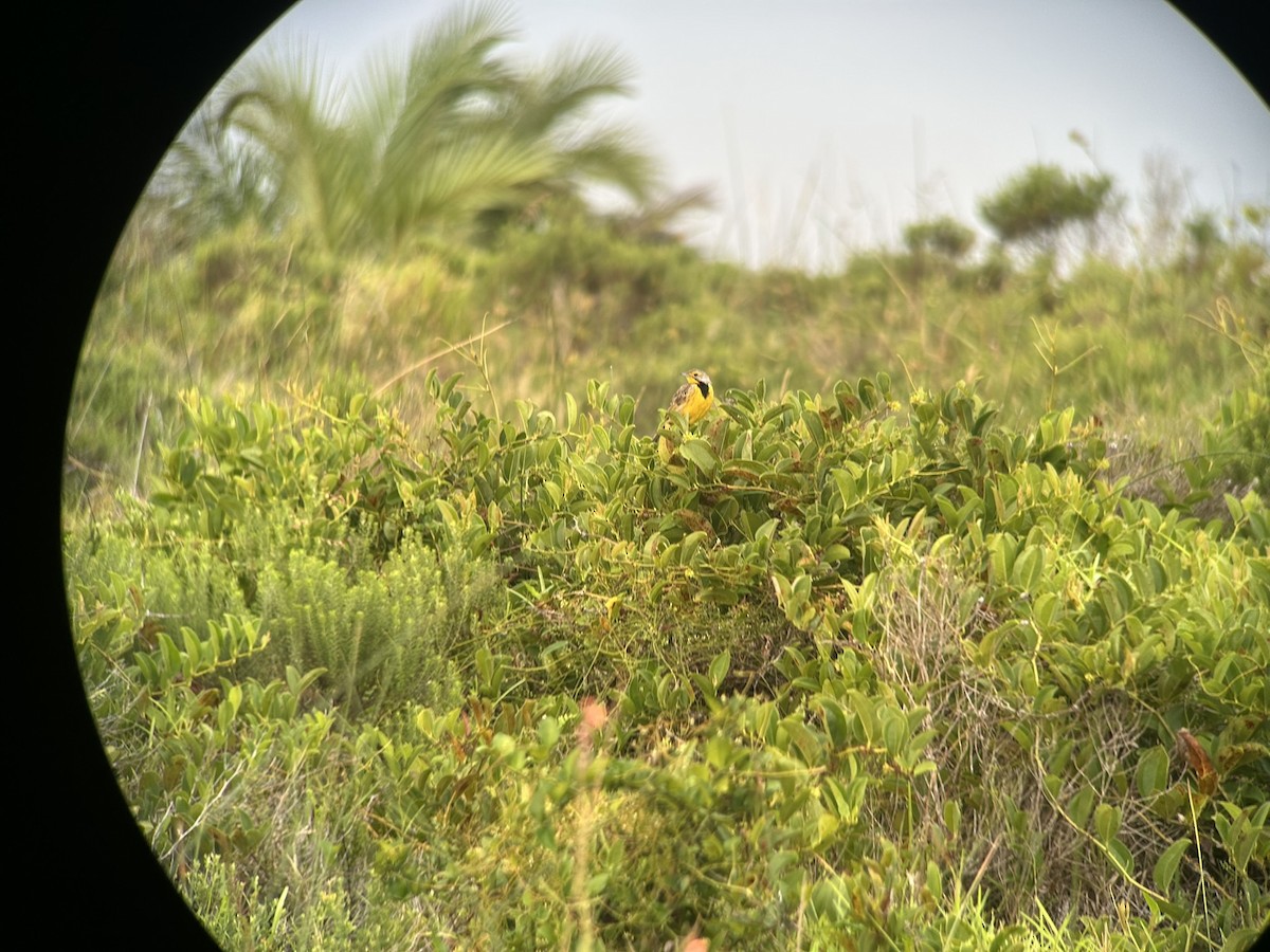 Yellow-throated Longclaw - ML646651814