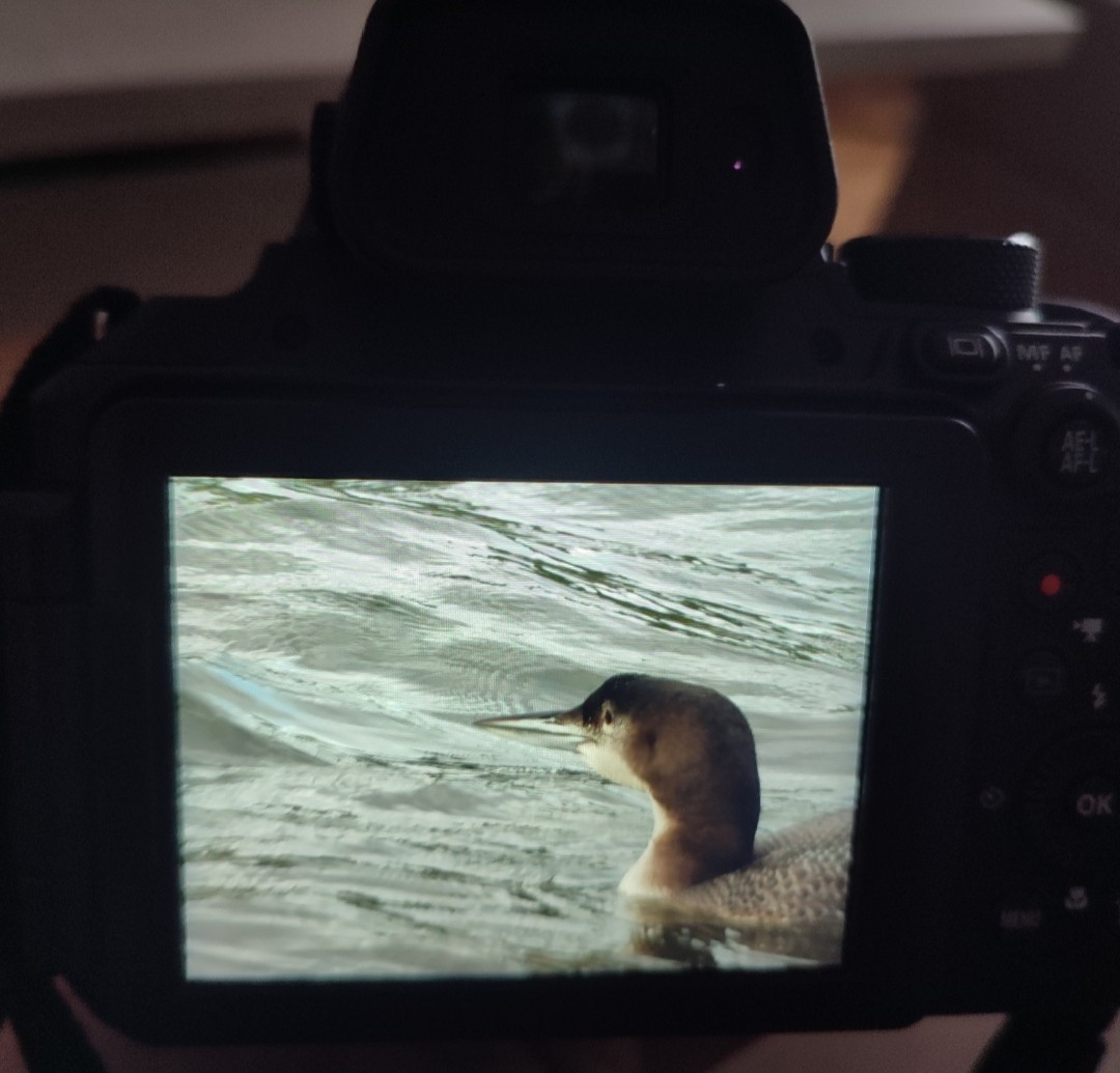 Common Loon - ML646651815