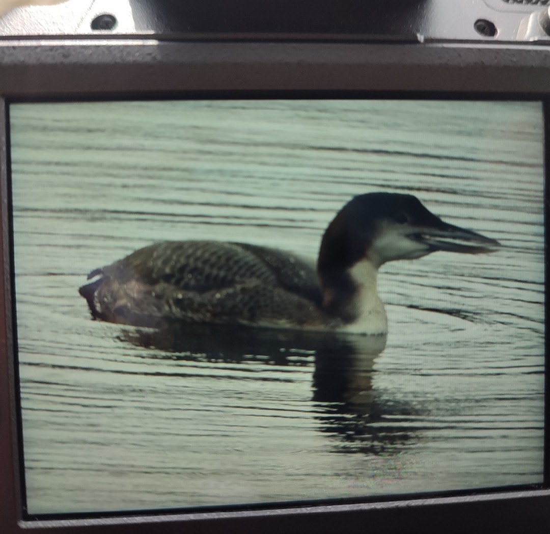 Common Loon - ML646651820
