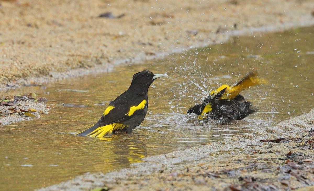 Yellow-winged Cacique - ML646651821