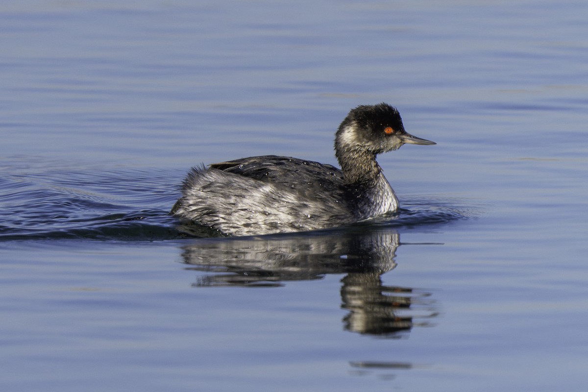 Grèbe à cou noir - ML646651824