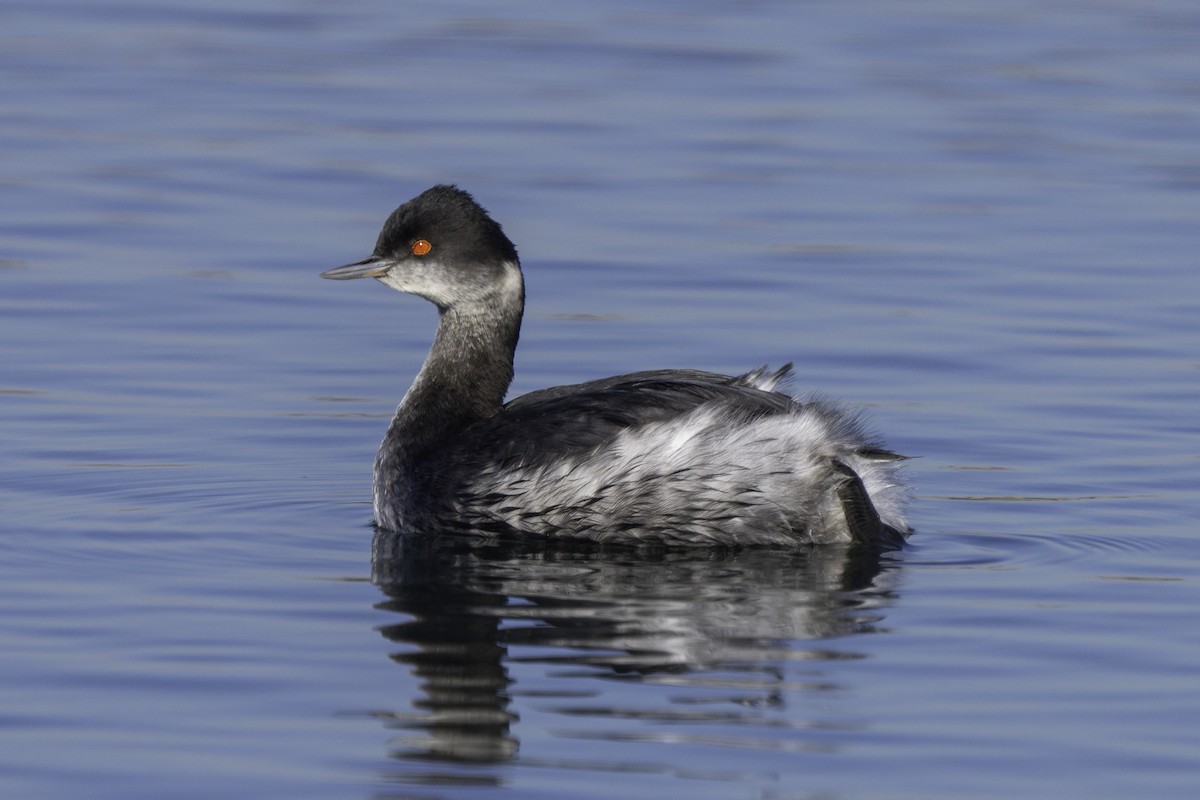 Grèbe à cou noir - ML646651825