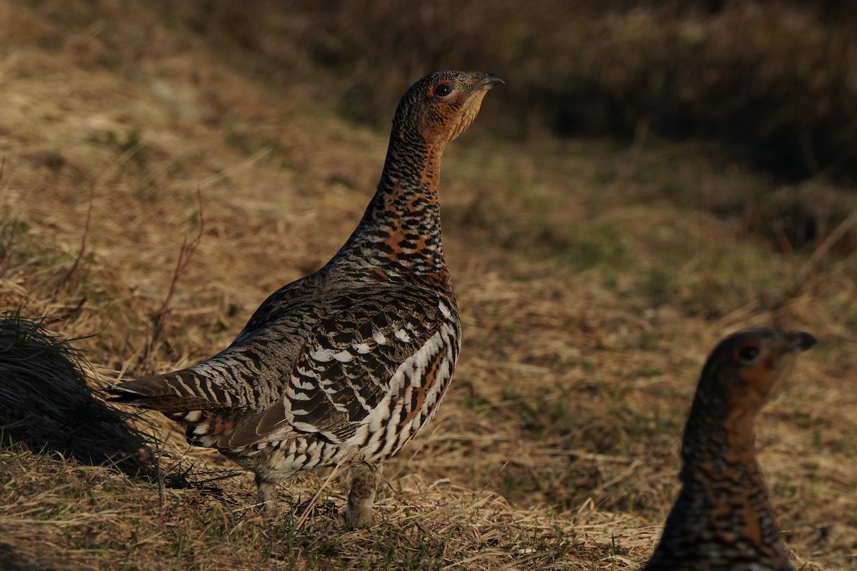Western Capercaillie - ML646651826