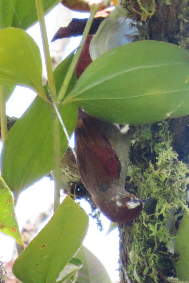 Spectacled Prickletail - ML646651838