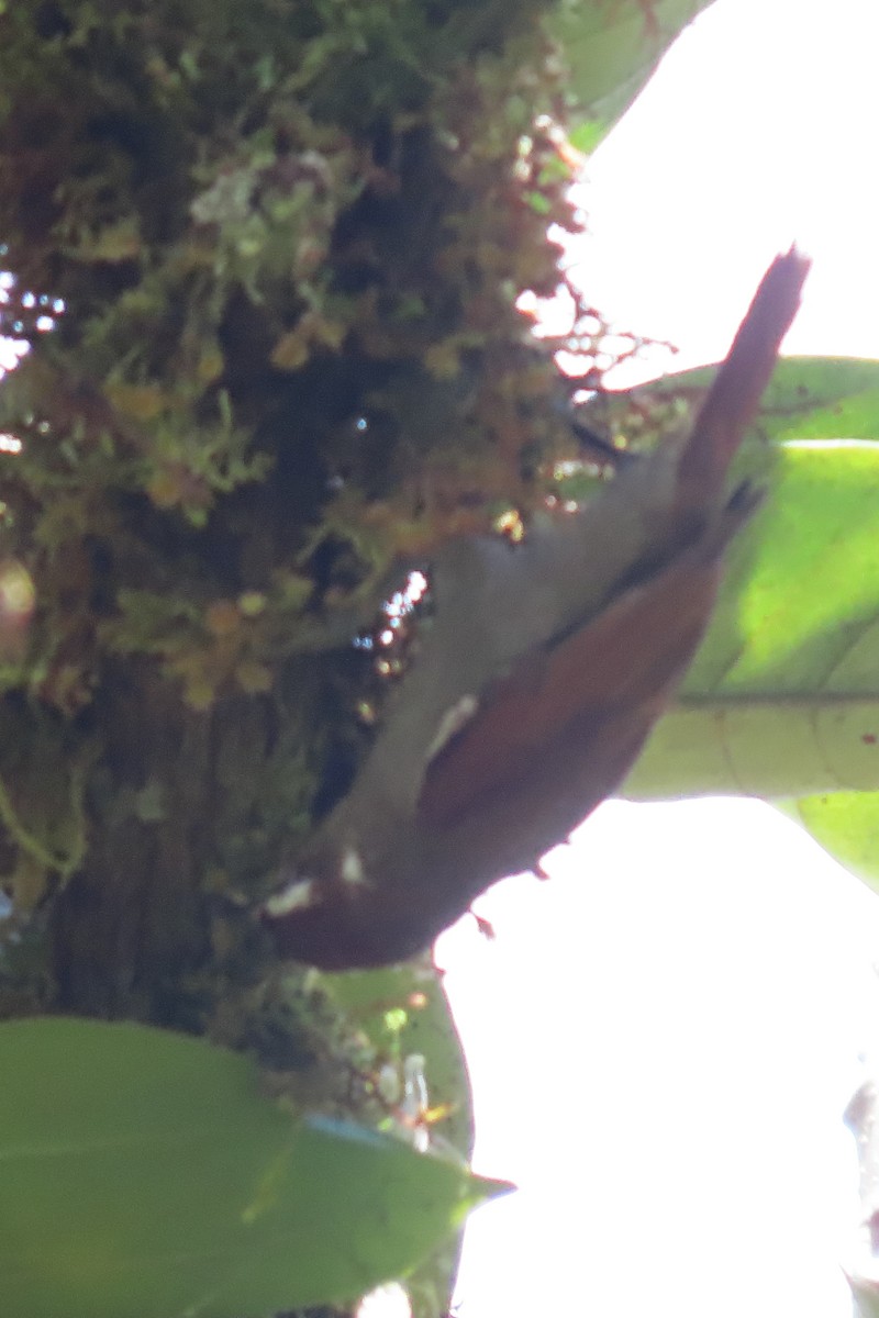 Spectacled Prickletail - ML646651839