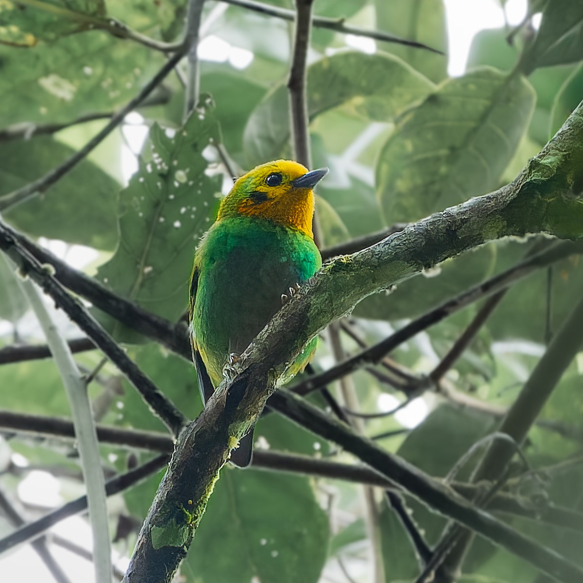 Multicolored Tanager - ML646651842