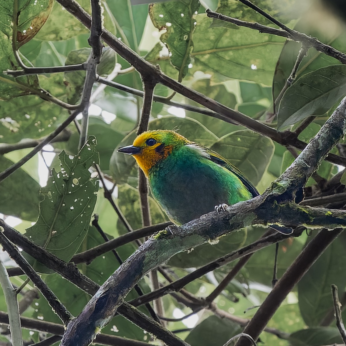 Multicolored Tanager - ML646651843