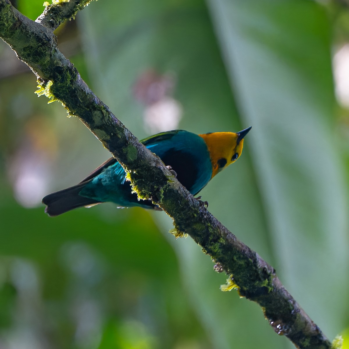 Multicolored Tanager - ML646651844