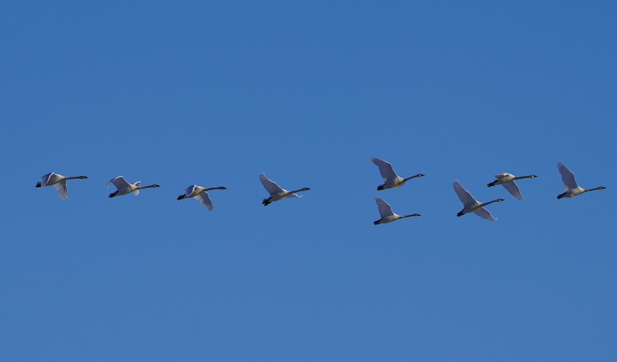 ברבור אמריקני - ML646651847