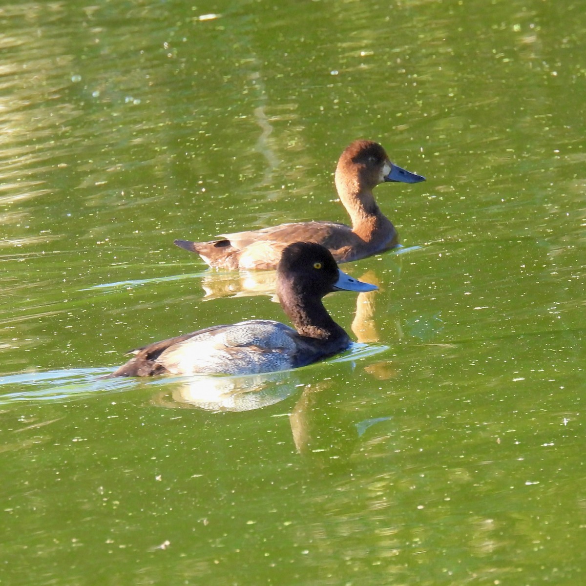 Lesser Scaup - ML646651848