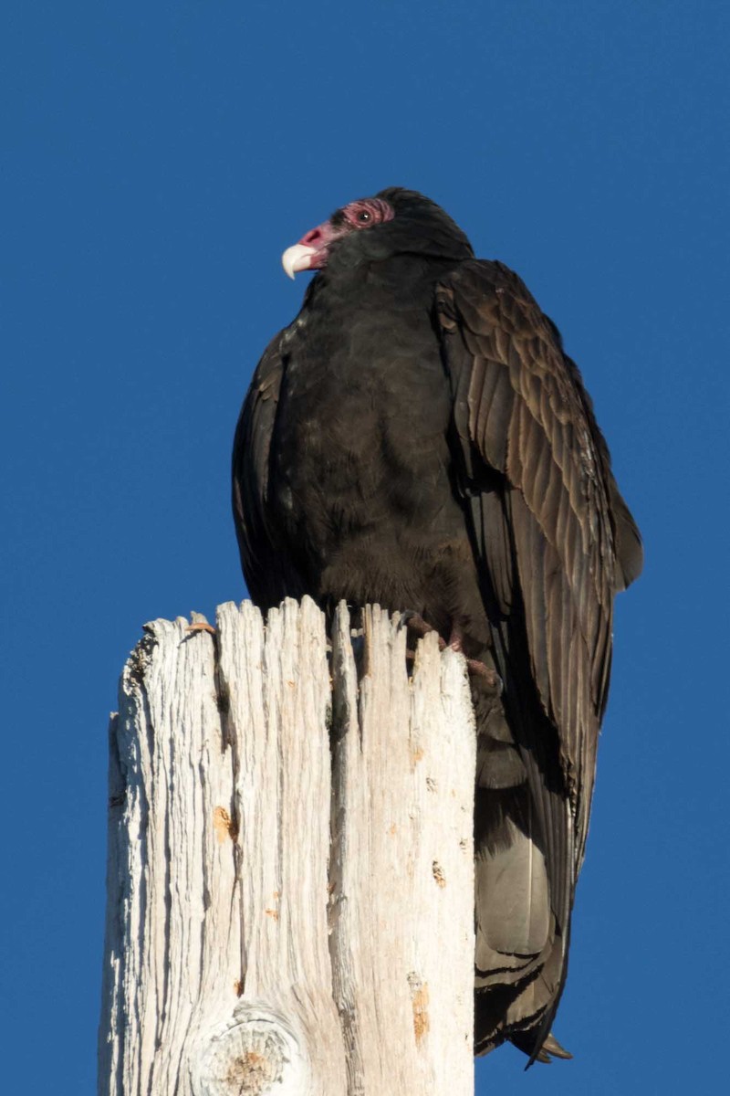 Turkey Vulture - ML646651851