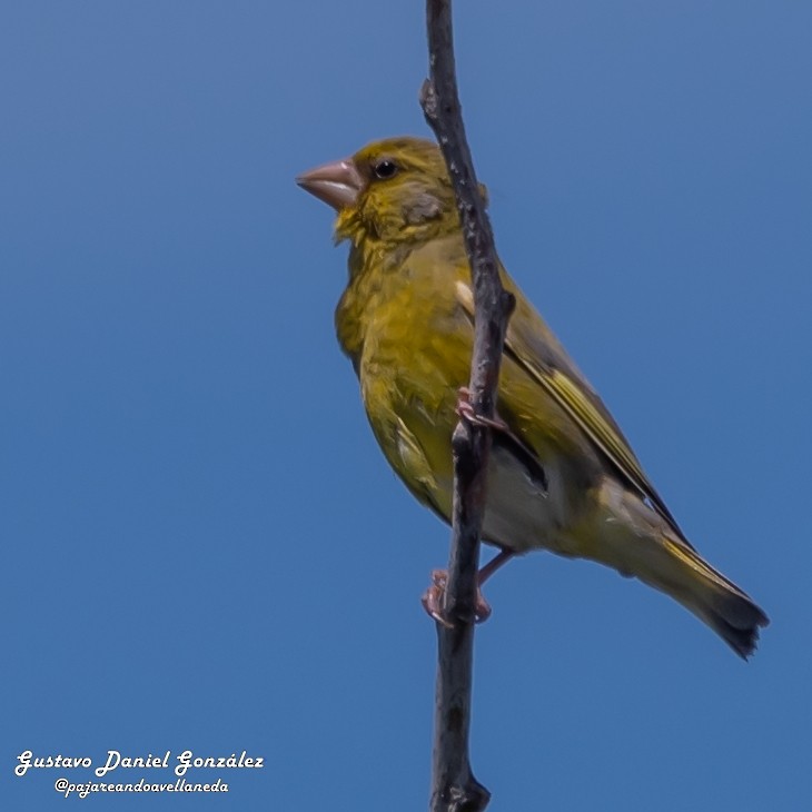 European Greenfinch - ML646651853