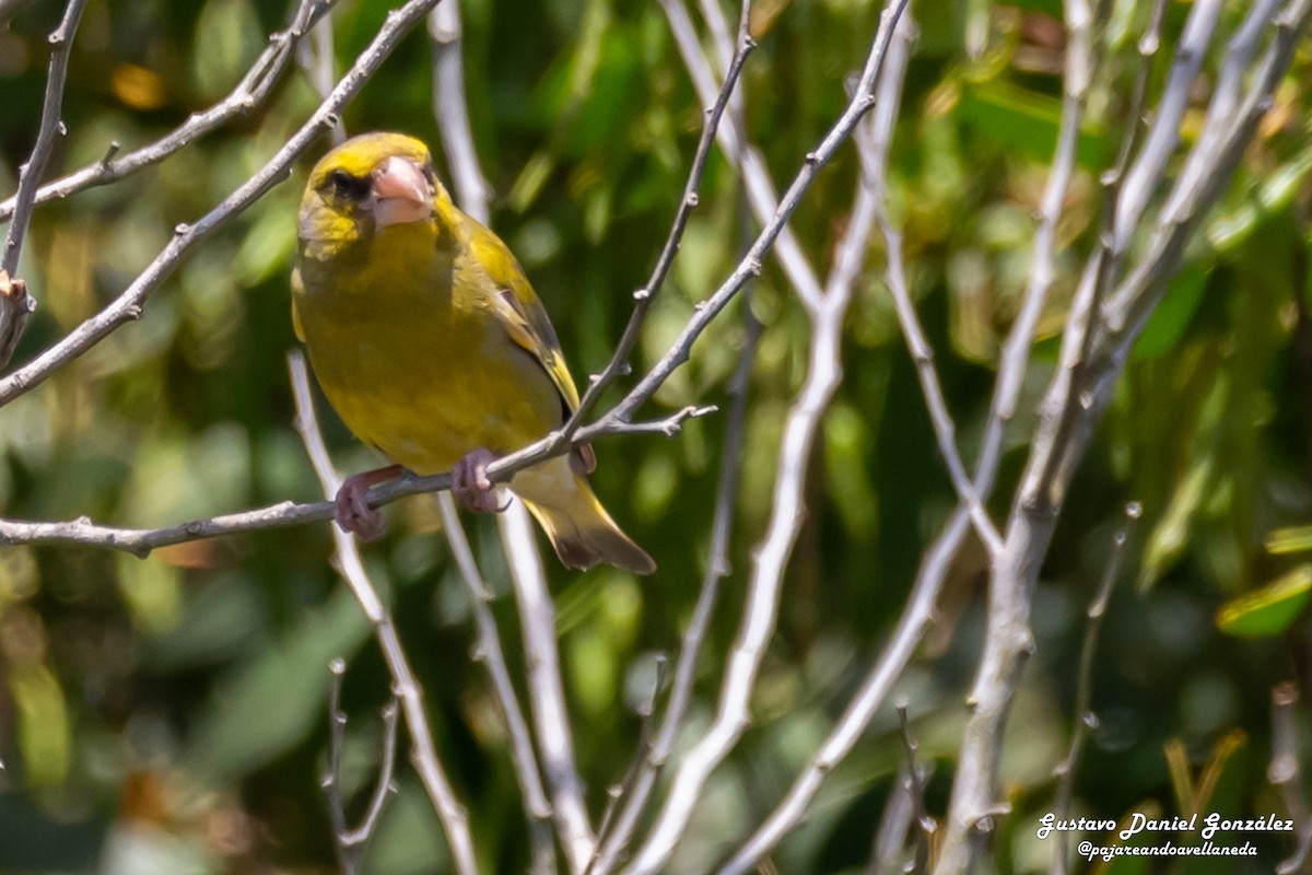 European Greenfinch - ML646651854