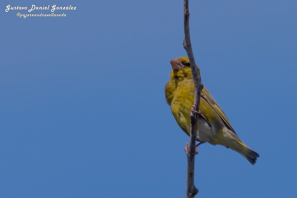 European Greenfinch - ML646651855
