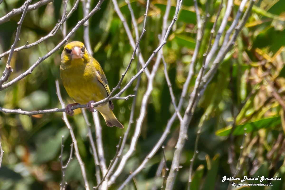 European Greenfinch - ML646651856