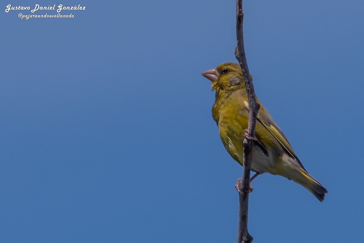 European Greenfinch - ML646651857
