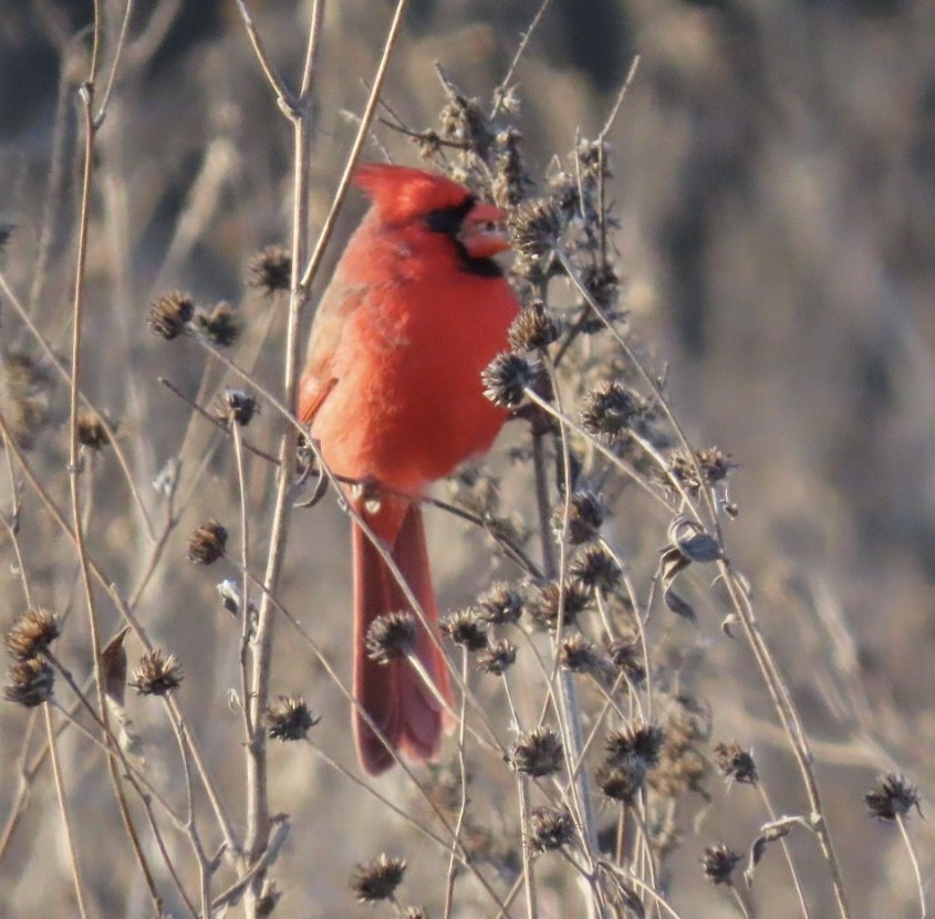 Northern Cardinal - ML646651858