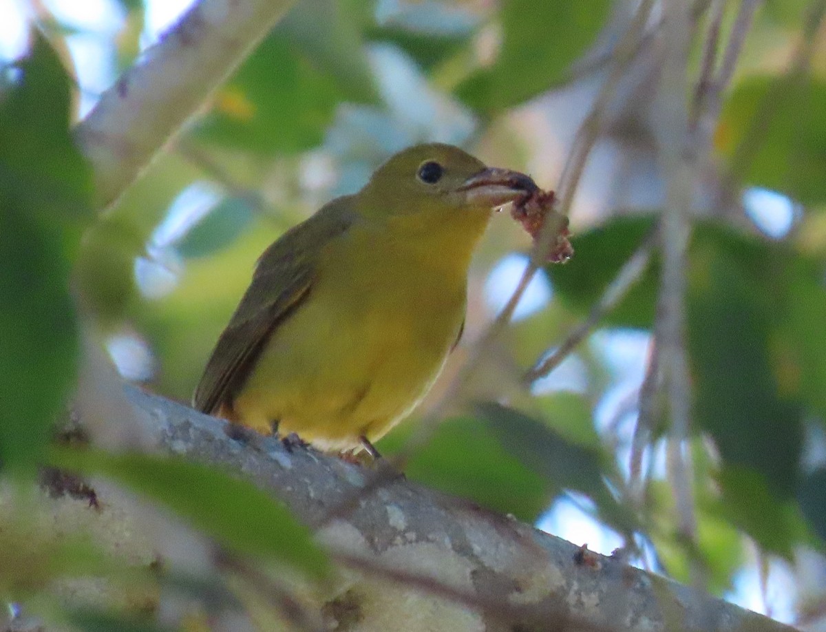 Summer Tanager - ML646651860