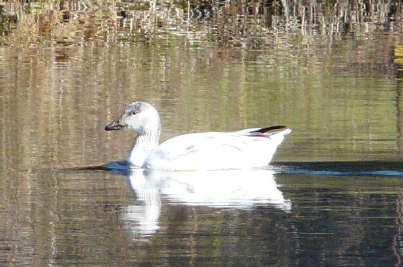 Цасны галуу - ML646651862