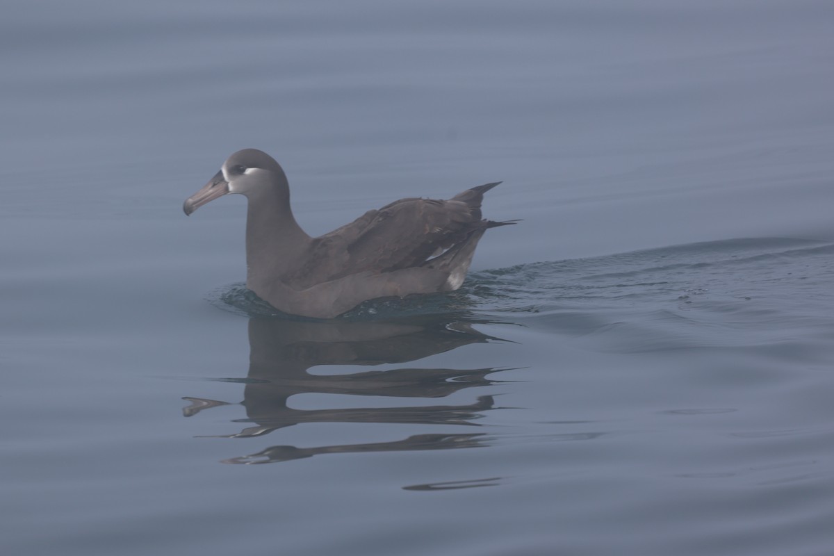 Albatros à pieds noirs - ML646651863