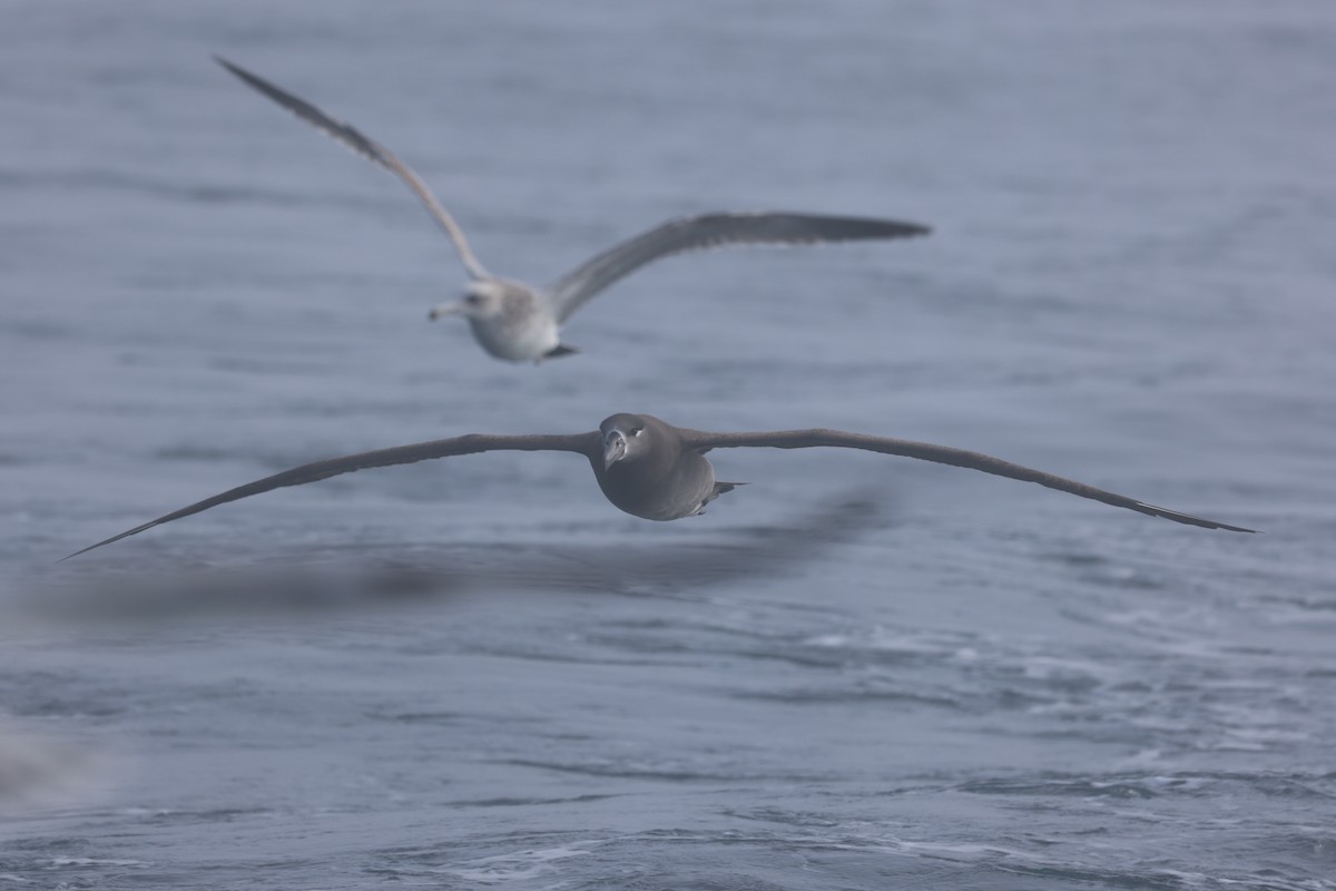 Albatros à pieds noirs - ML646651864