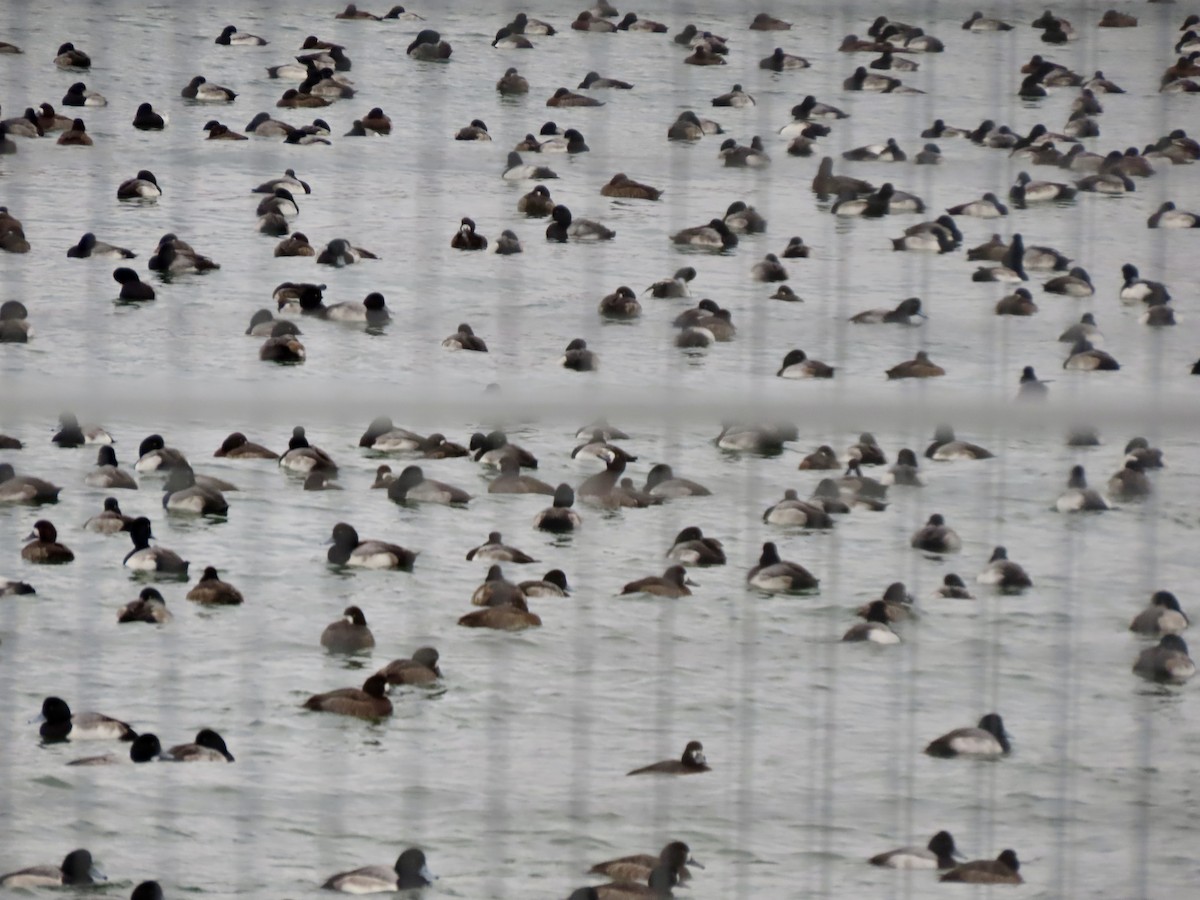 斑背潛鴨 - ML646651866