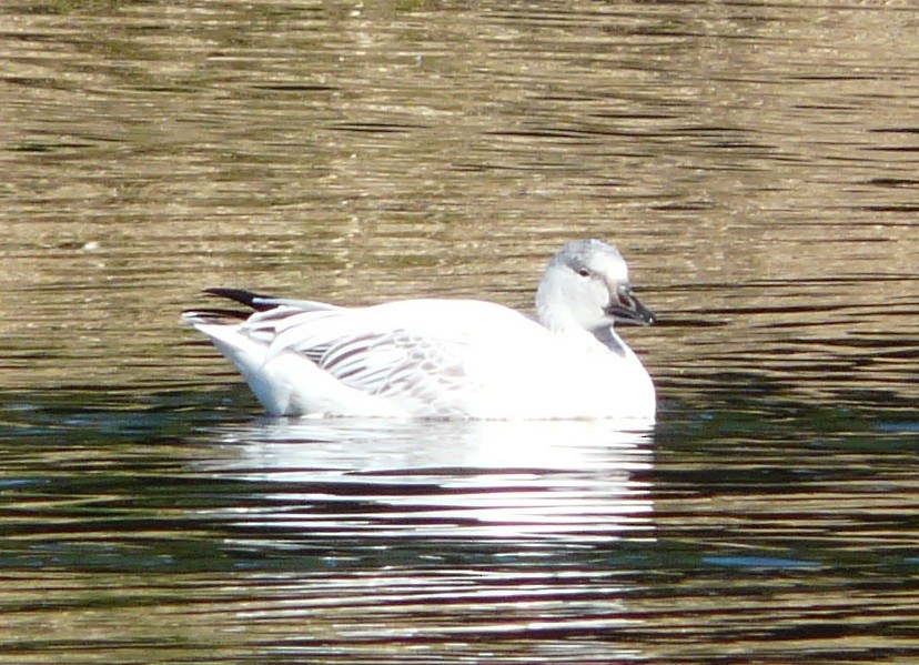 Цасны галуу - ML646651867