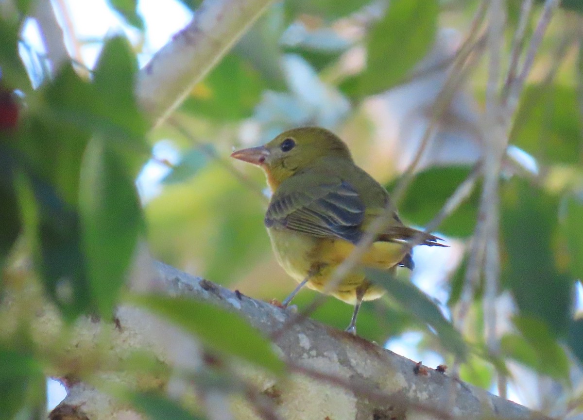 Summer Tanager - ML646651868