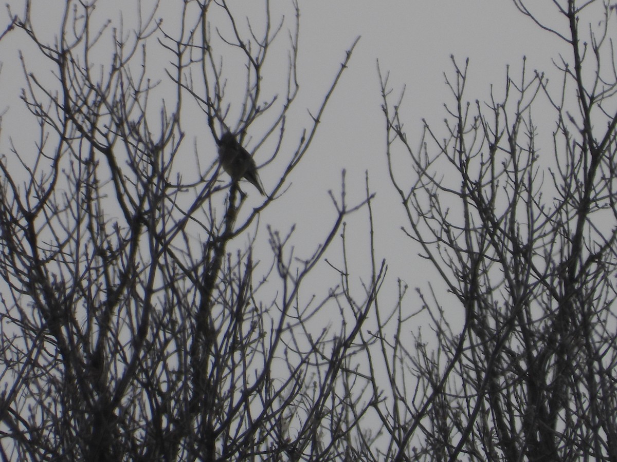 Cedar Waxwing - ML646651869