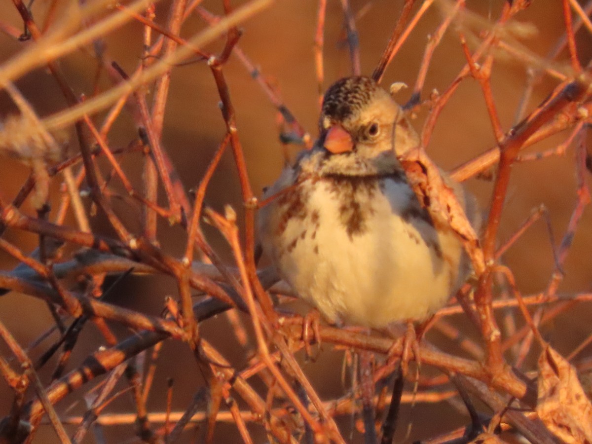 Harris's Sparrow - ML646651870