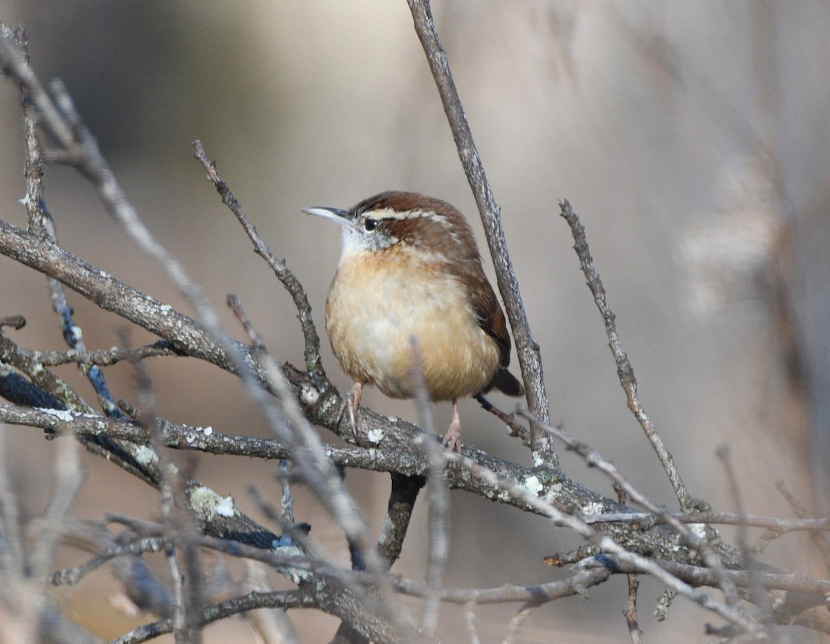 Carolina Wren - ML646651871