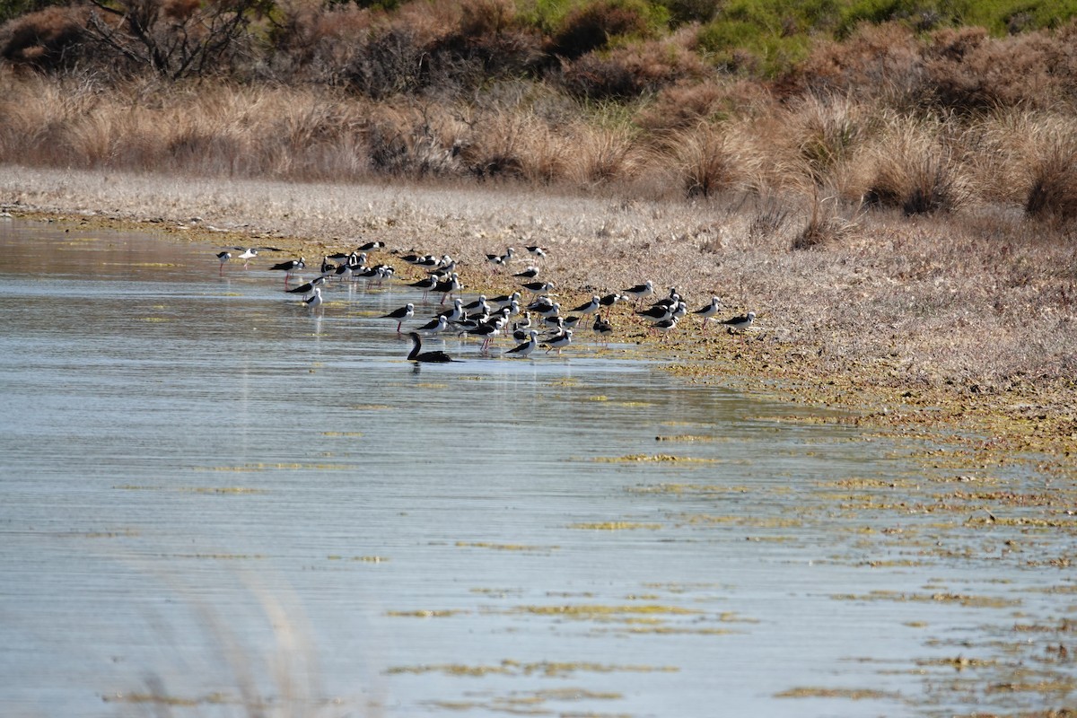 Кулик-довгоніг строкатий - ML646651872