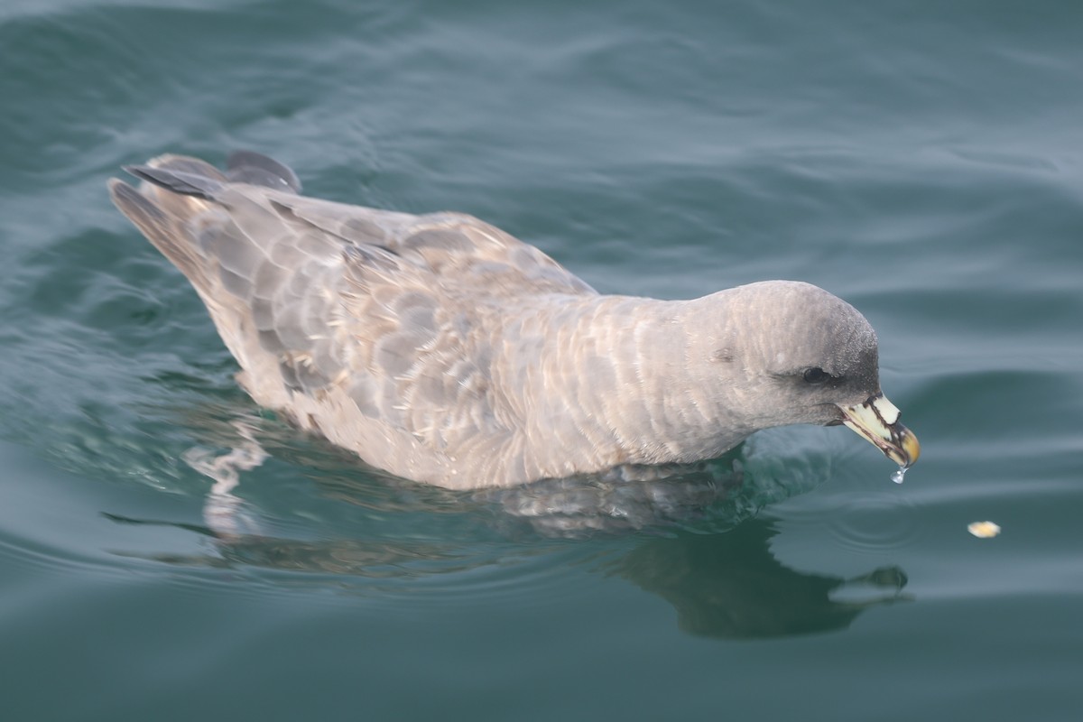 Fulmar boréal - ML646651873